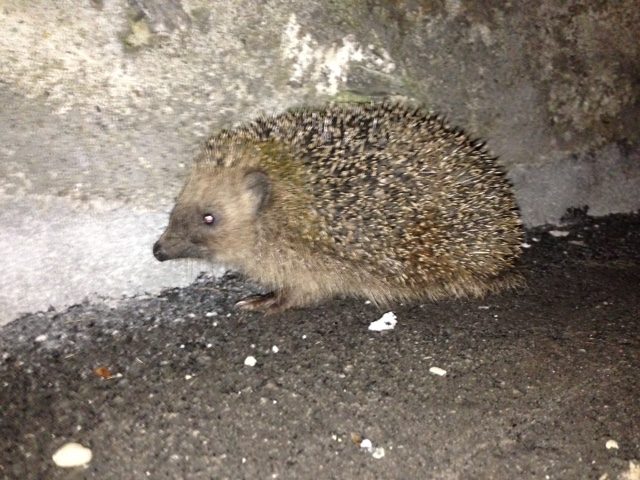 2015-igel.JPG